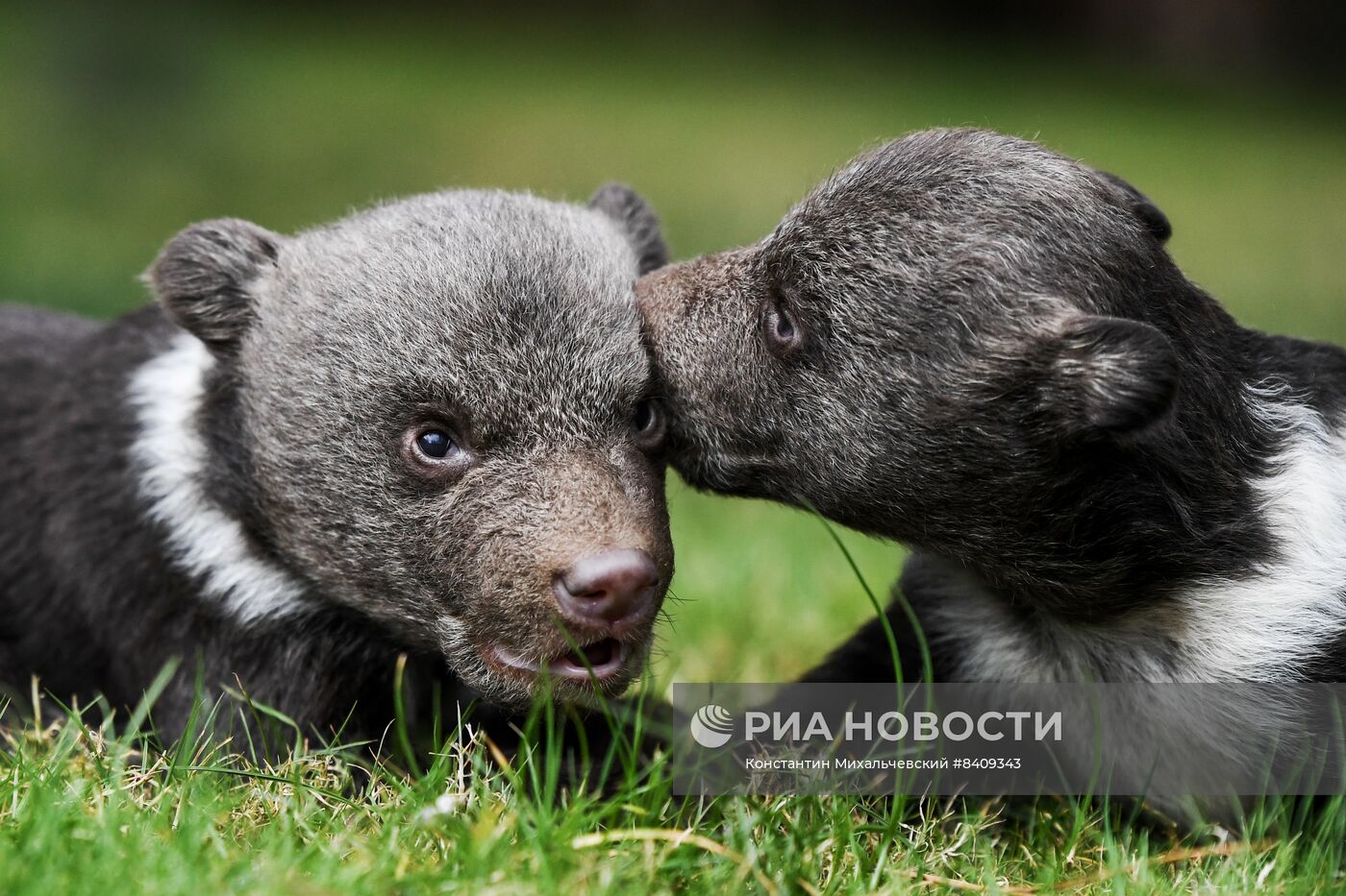 Работа сафари-парка "Тайган" в Крыму