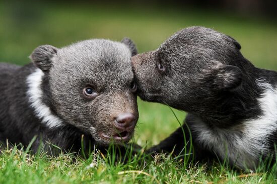 Работа сафари-парка "Тайган" в Крыму