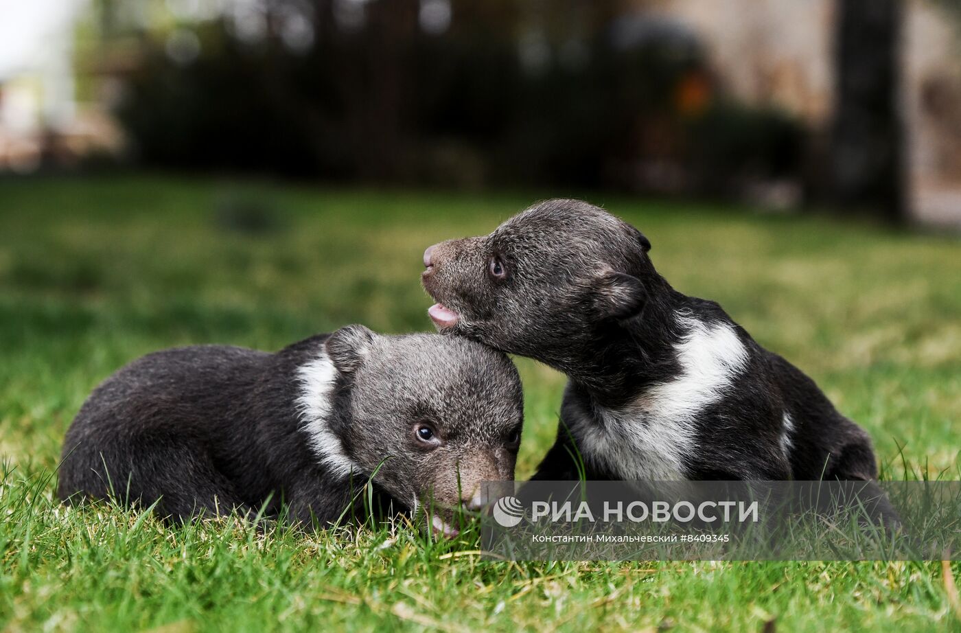 Работа сафари-парка "Тайган" в Крыму