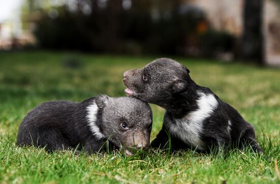 Работа сафари-парка "Тайган" в Крыму
