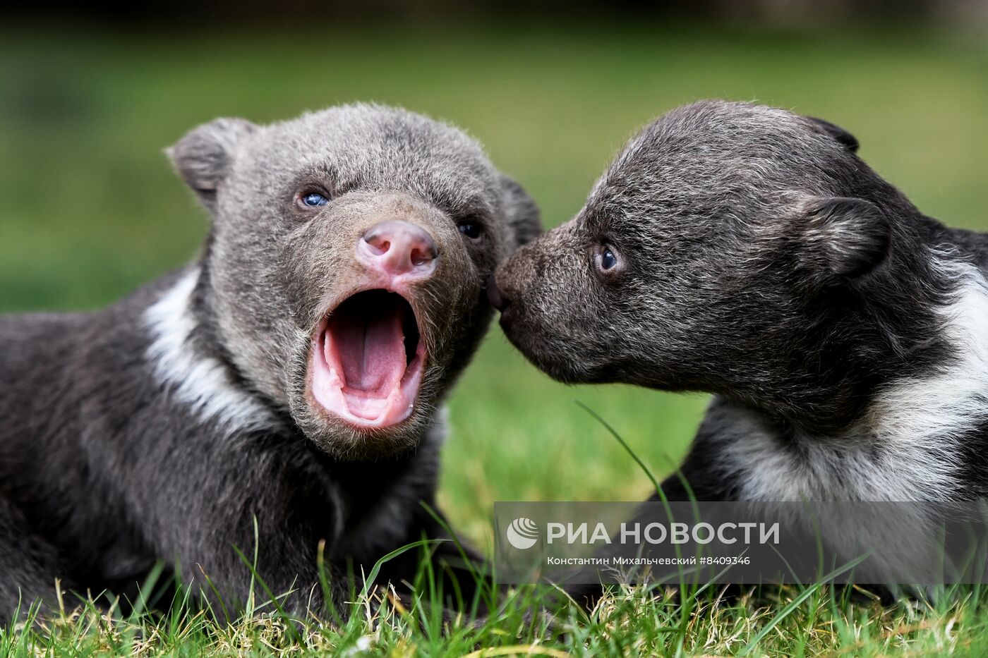 Работа сафари-парка "Тайган" в Крыму