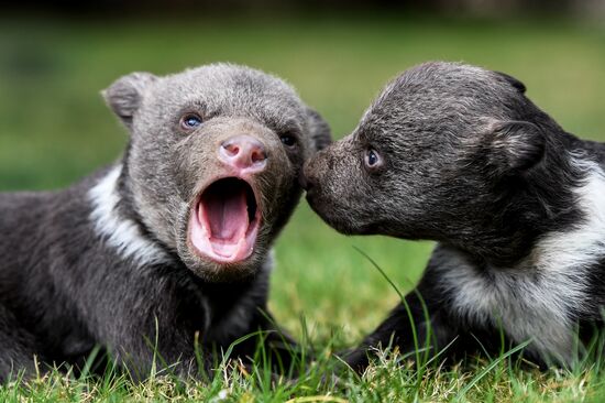 Работа сафари-парка "Тайган" в Крыму