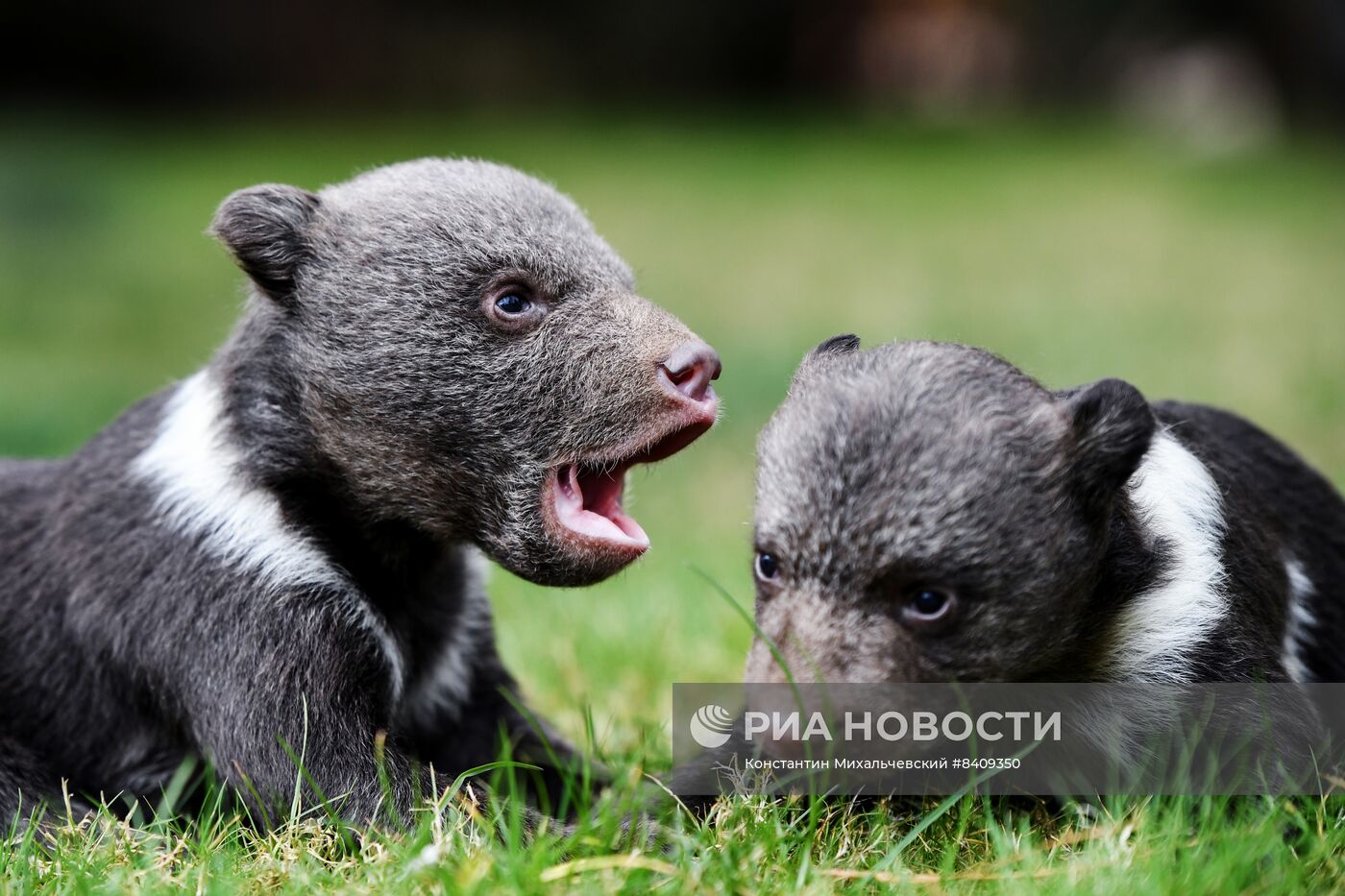 Работа сафари-парка "Тайган" в Крыму