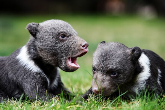 Работа сафари-парка "Тайган" в Крыму