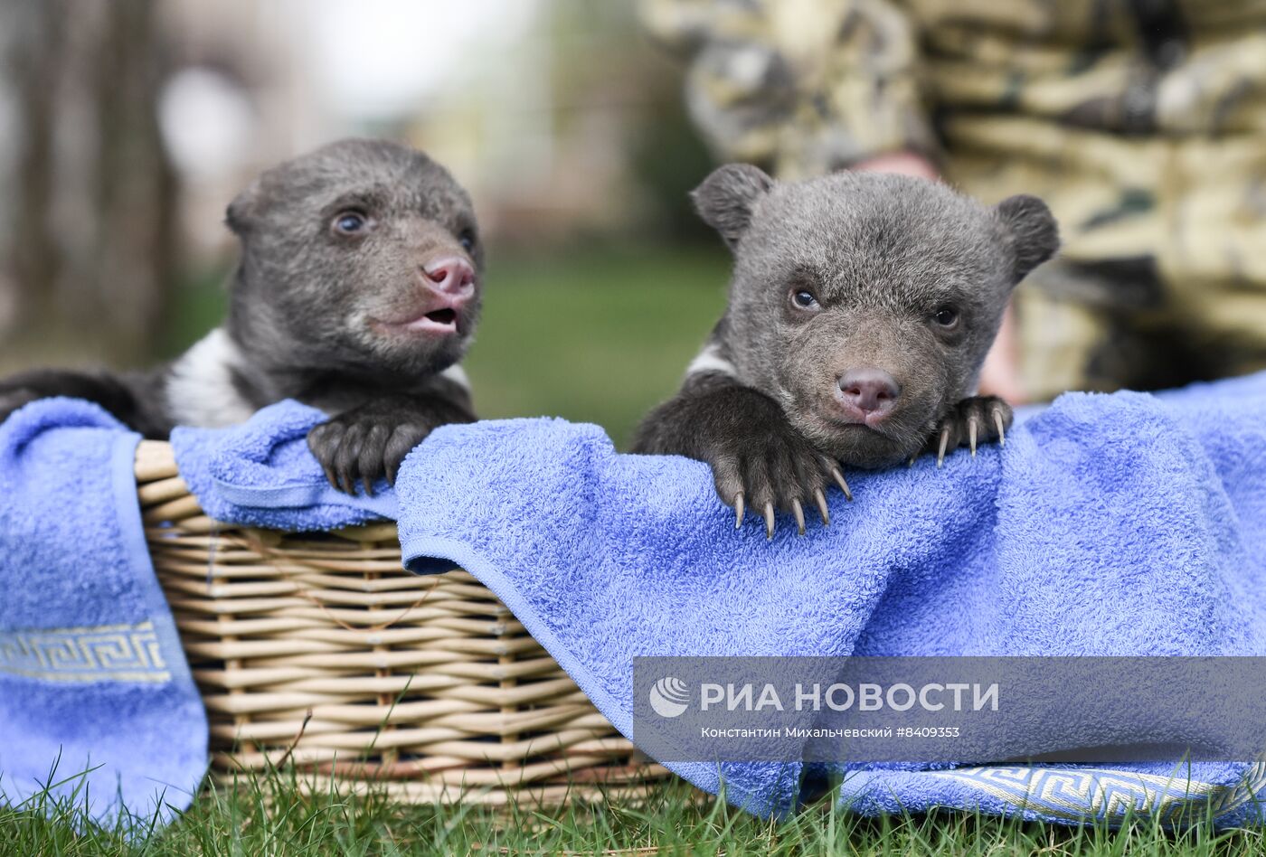 Работа сафари-парка "Тайган" в Крыму