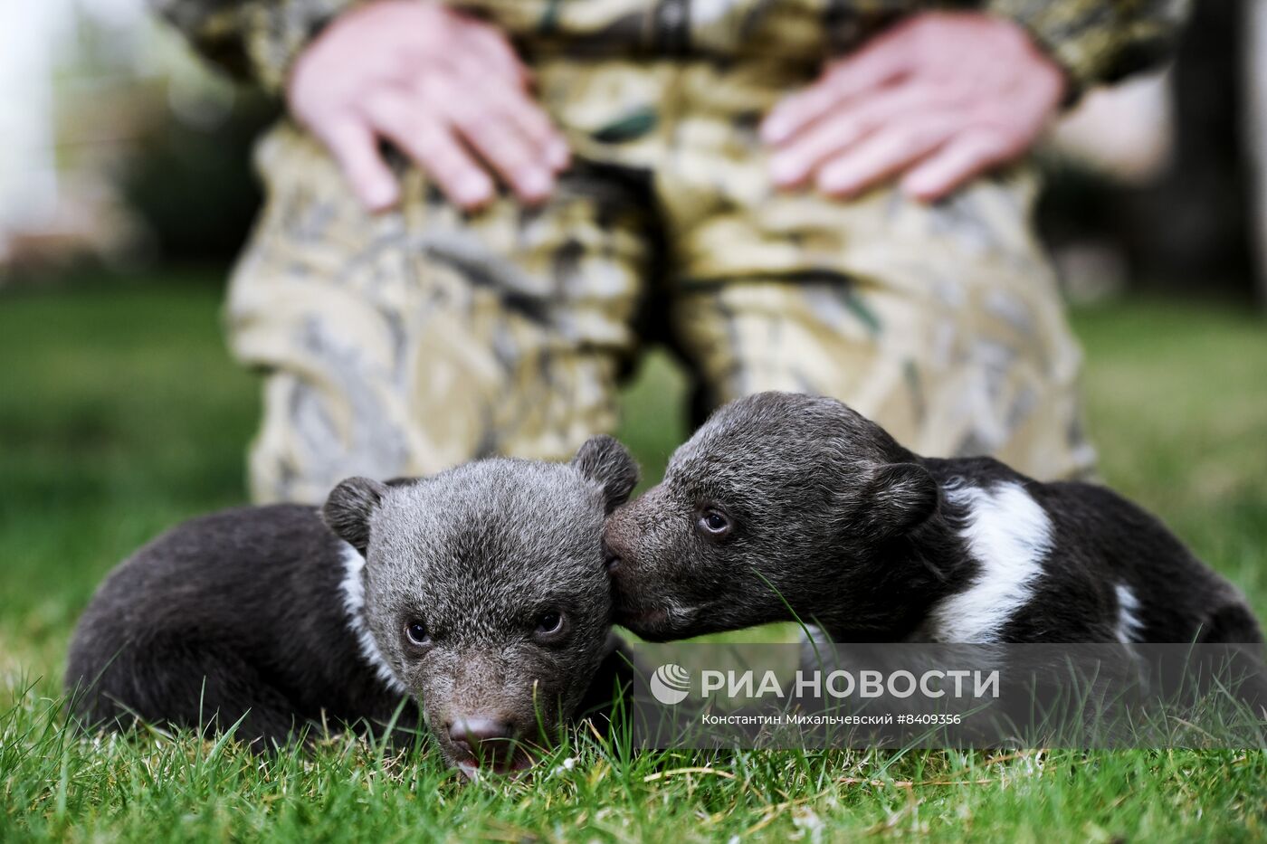 Работа сафари-парка "Тайган" в Крыму