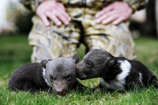 Работа сафари-парка "Тайган" в Крыму