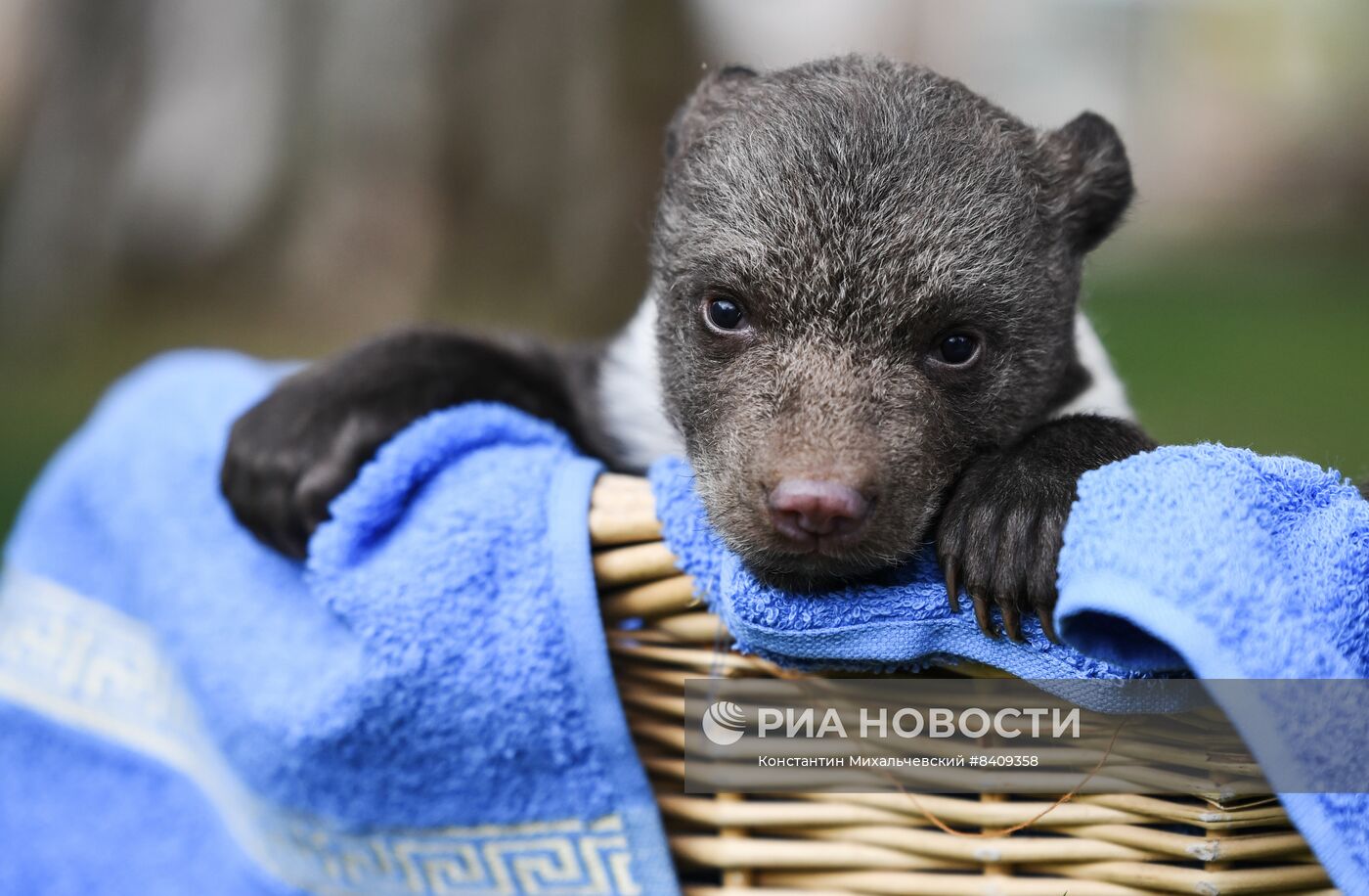 Работа сафари-парка "Тайган" в Крыму