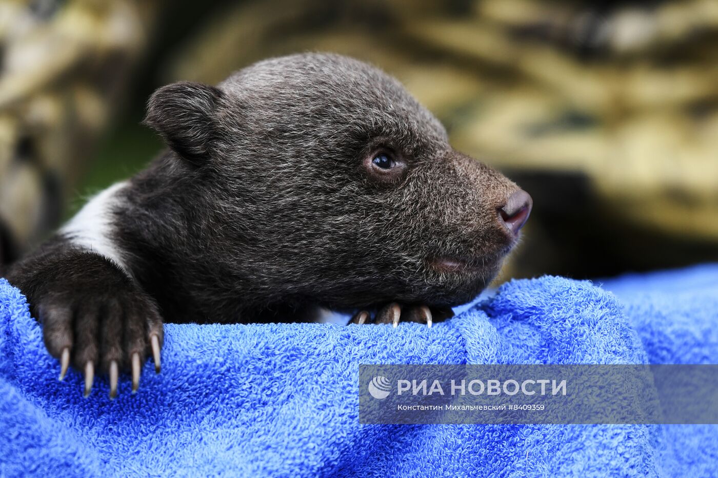 Работа сафари-парка "Тайган" в Крыму