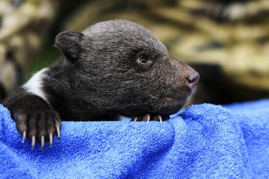 Работа сафари-парка "Тайган" в Крыму