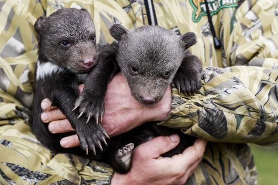Работа сафари-парка "Тайган" в Крыму