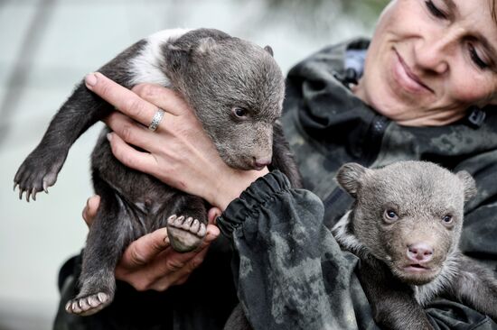 Работа сафари-парка "Тайган" в Крыму