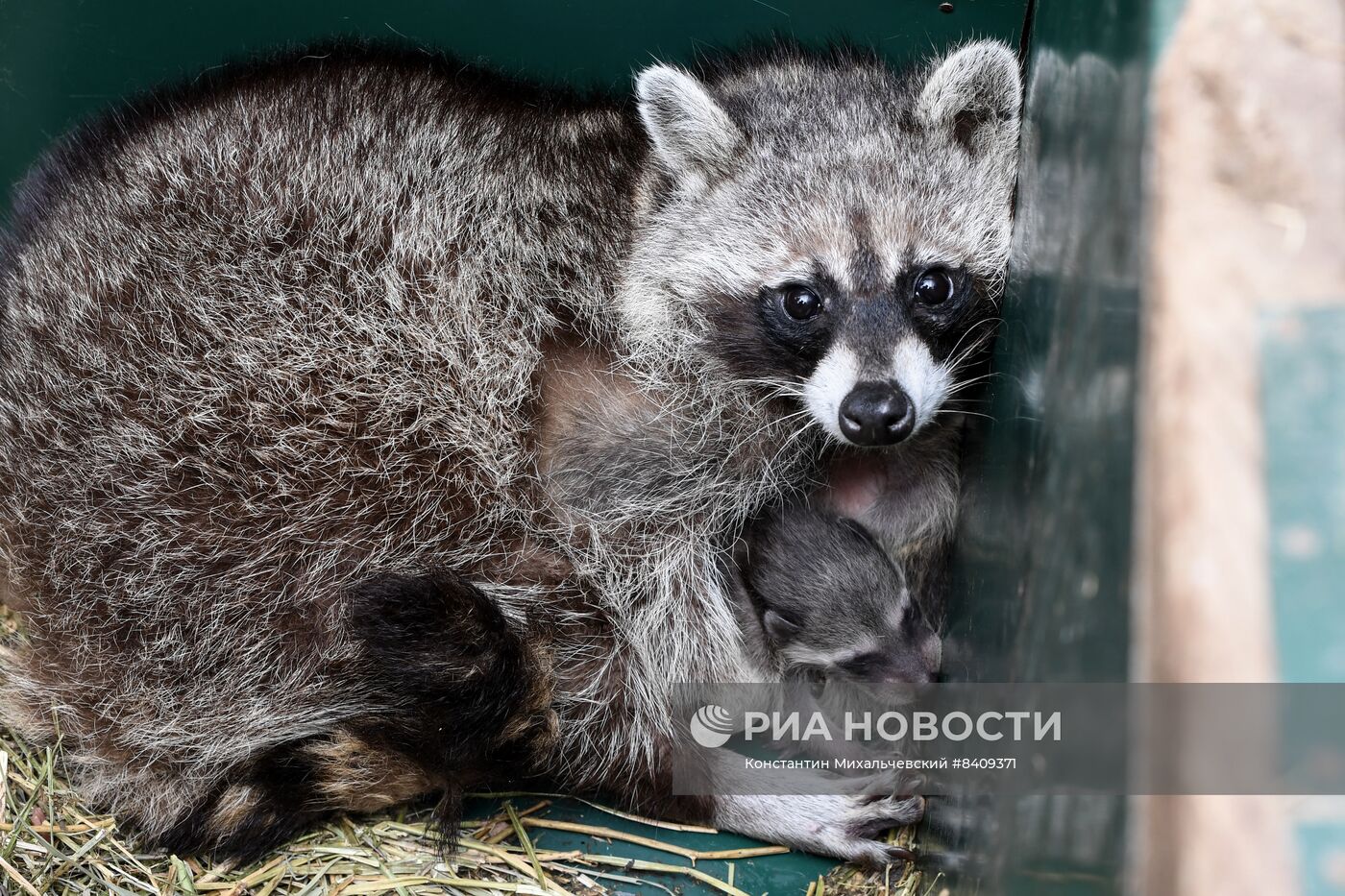Работа сафари-парка "Тайган" в Крыму