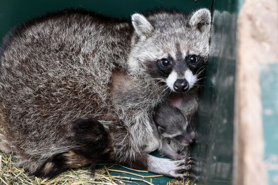 Работа сафари-парка "Тайган" в Крыму