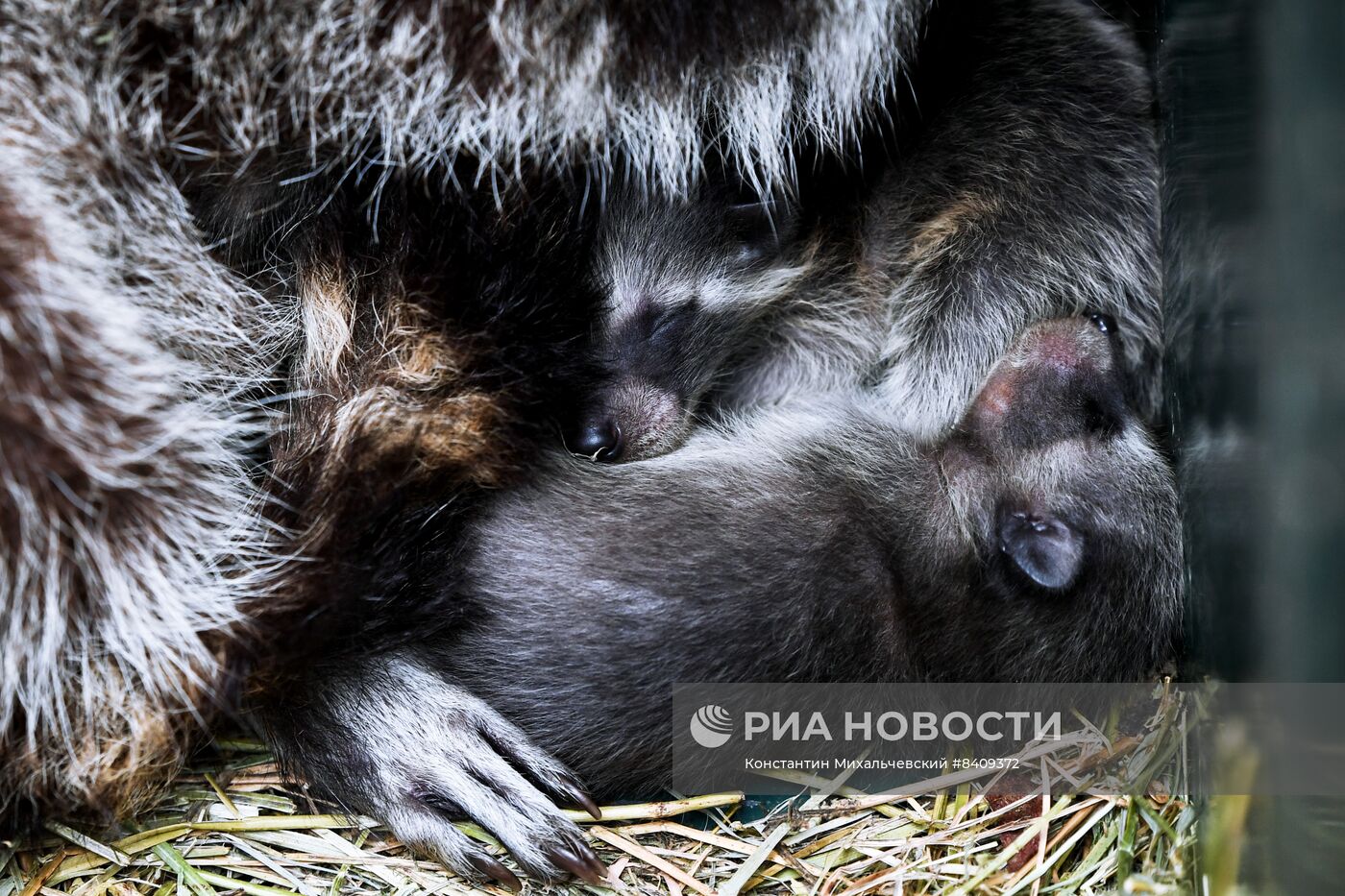 Работа сафари-парка "Тайган" в Крыму