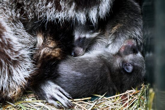 Работа сафари-парка "Тайган" в Крыму
