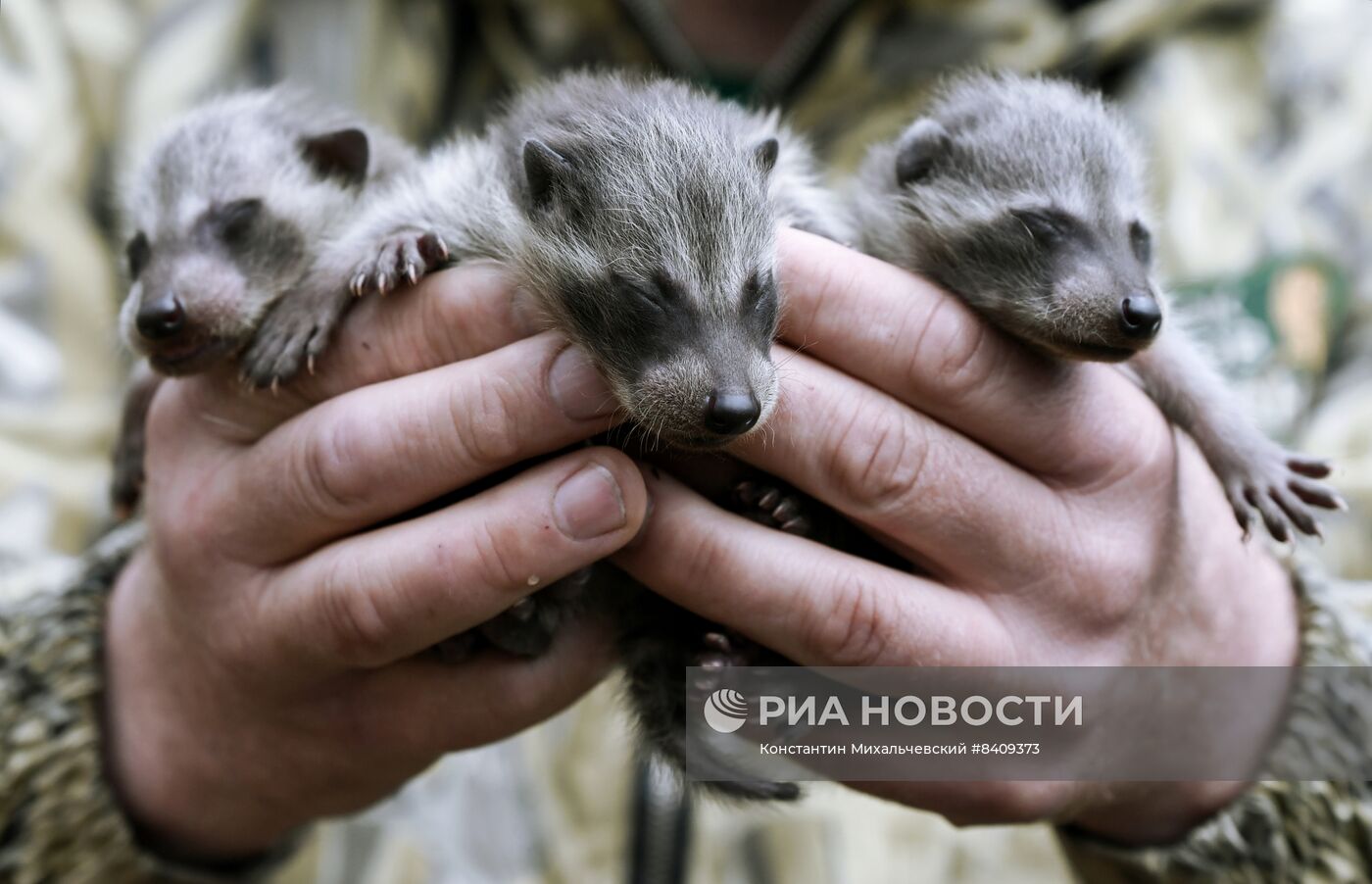 Работа сафари-парка "Тайган" в Крыму