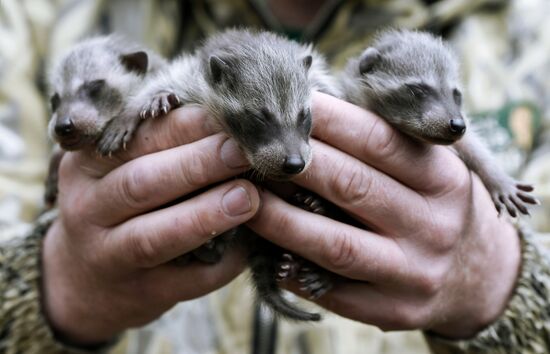 Работа сафари-парка "Тайган" в Крыму