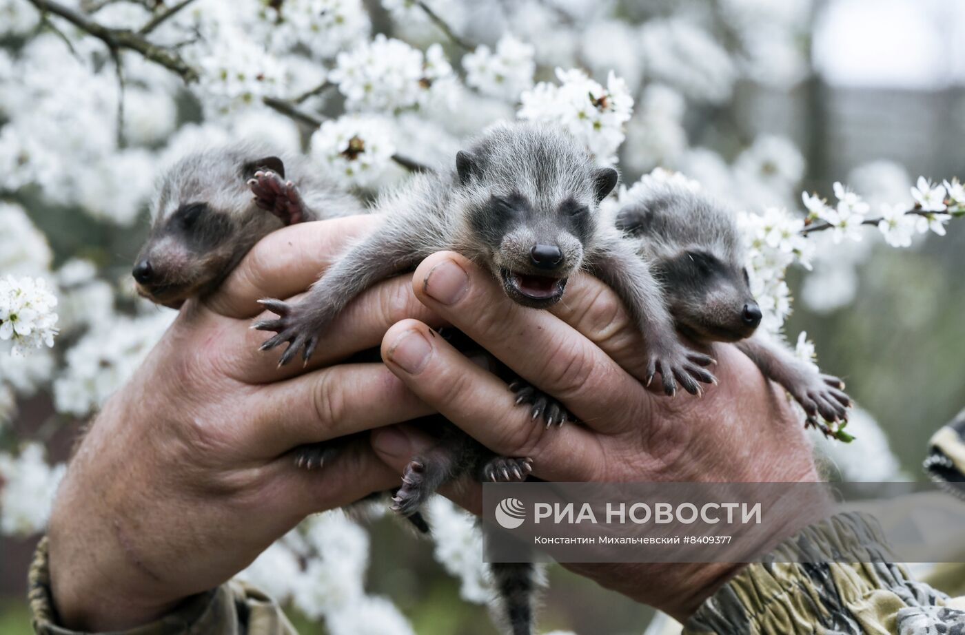 Работа сафари-парка "Тайган" в Крыму