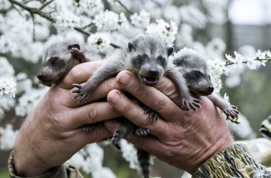 Работа сафари-парка "Тайган" в Крыму