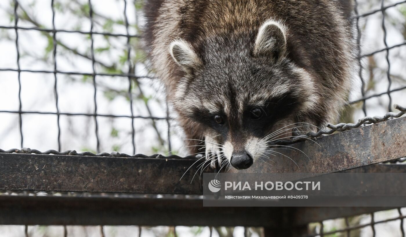 Работа сафари-парка "Тайган" в Крыму