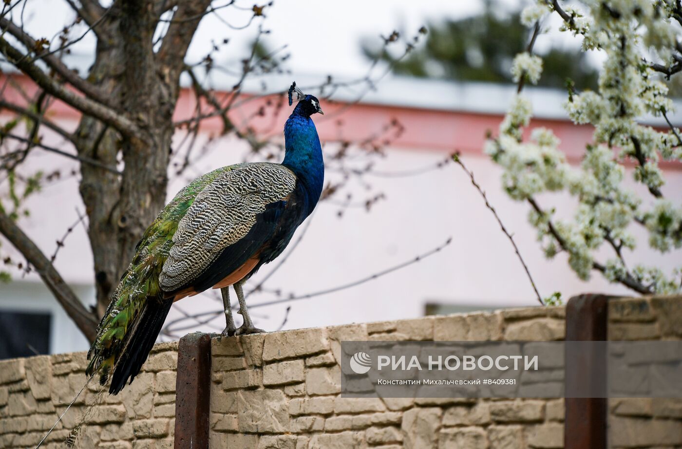 Работа сафари-парка "Тайган" в Крыму