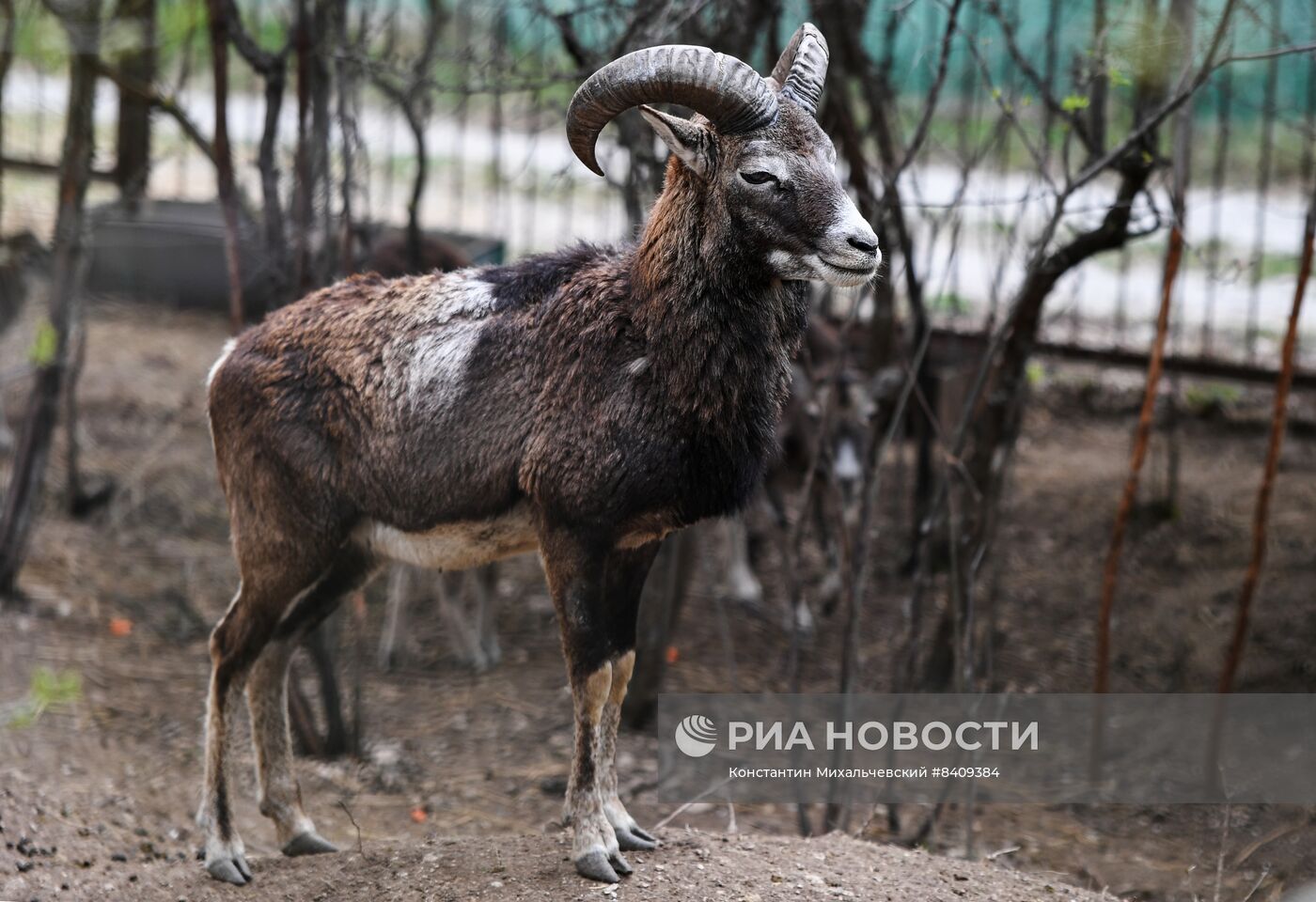 Работа сафари-парка "Тайган" в Крыму