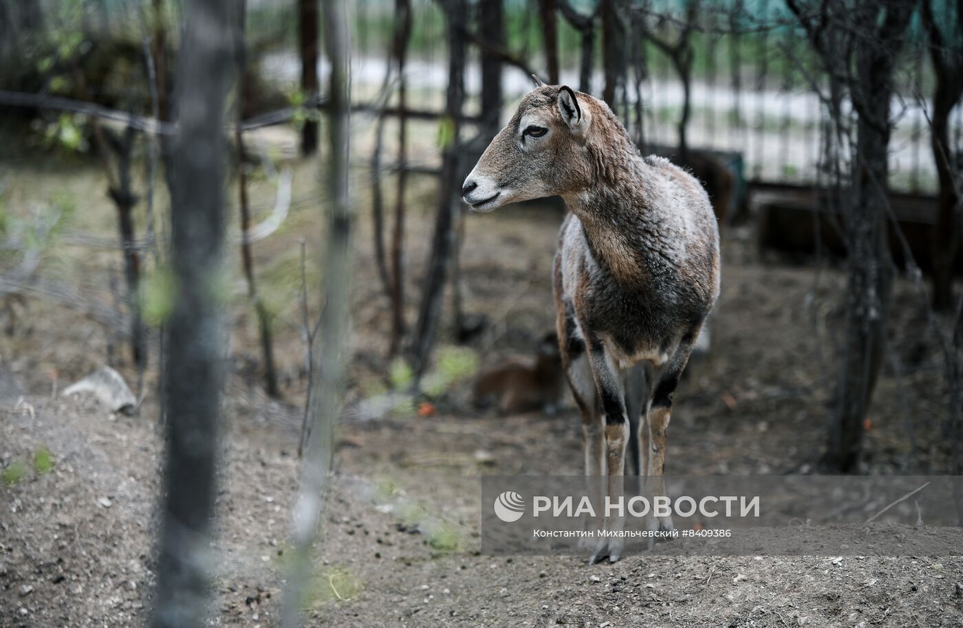 Работа сафари-парка "Тайган" в Крыму