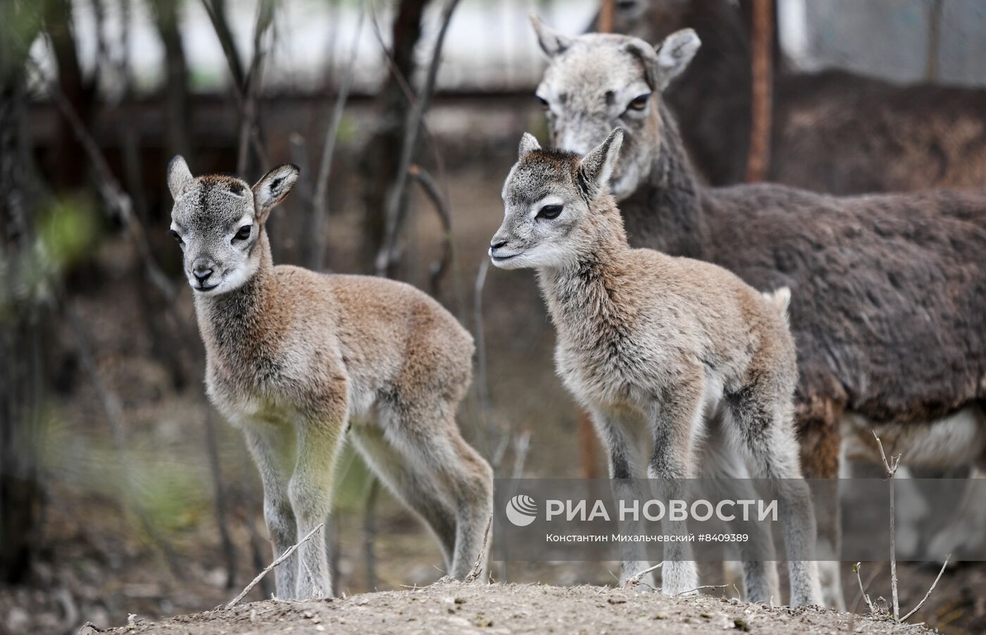 Работа сафари-парка "Тайган" в Крыму