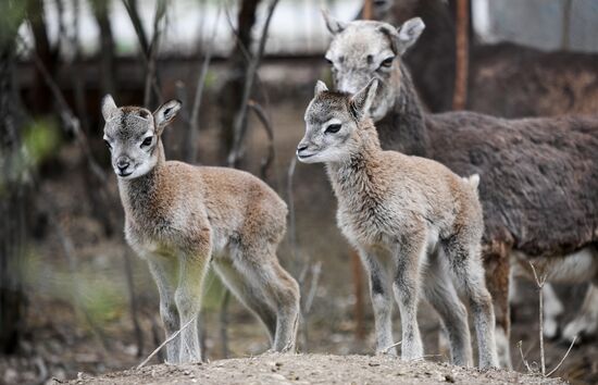 Работа сафари-парка "Тайган" в Крыму