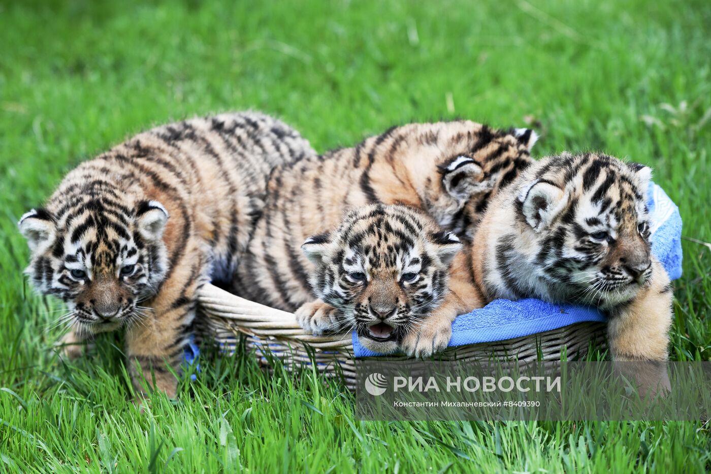 Работа сафари-парка "Тайган" в Крыму