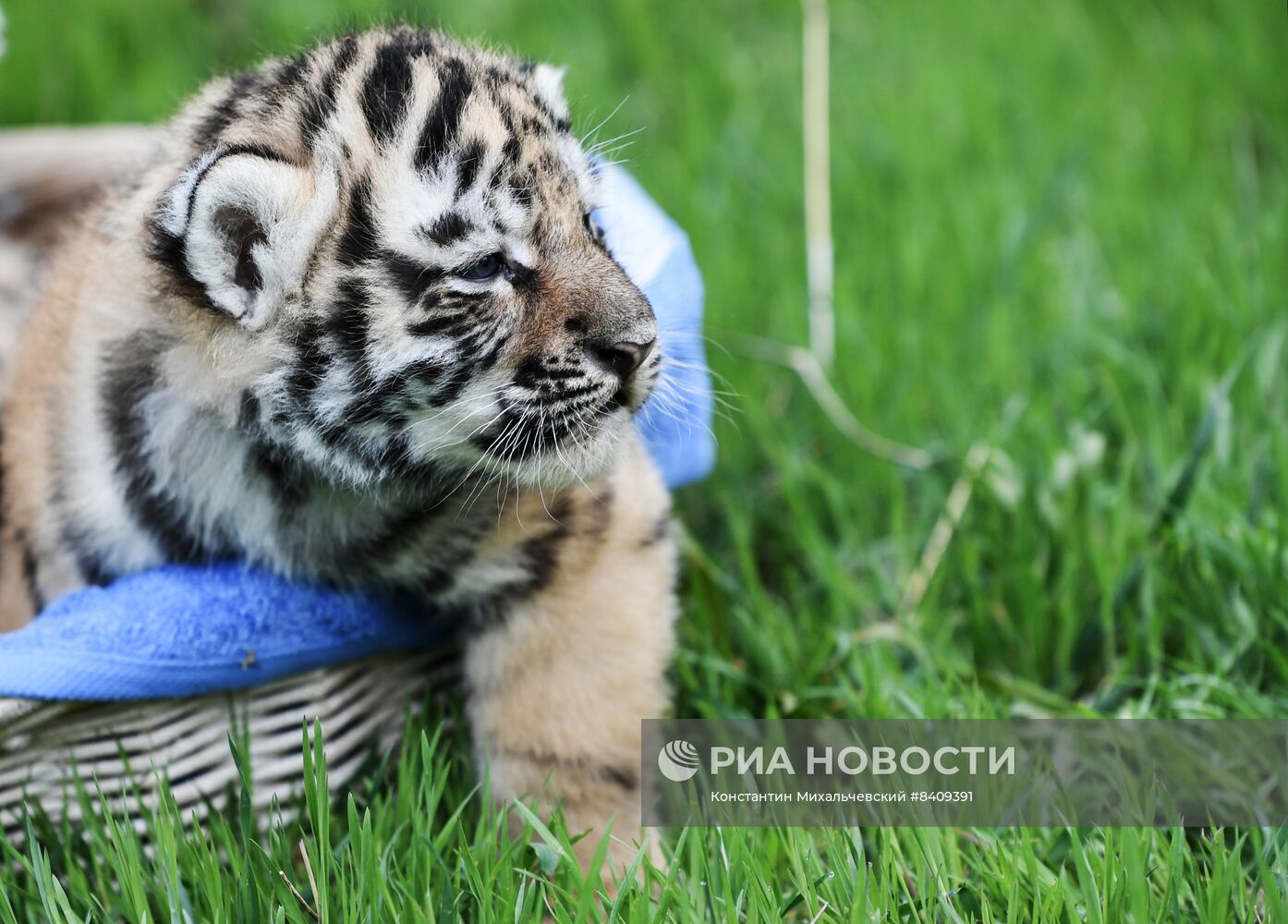 Работа сафари-парка "Тайган" в Крыму