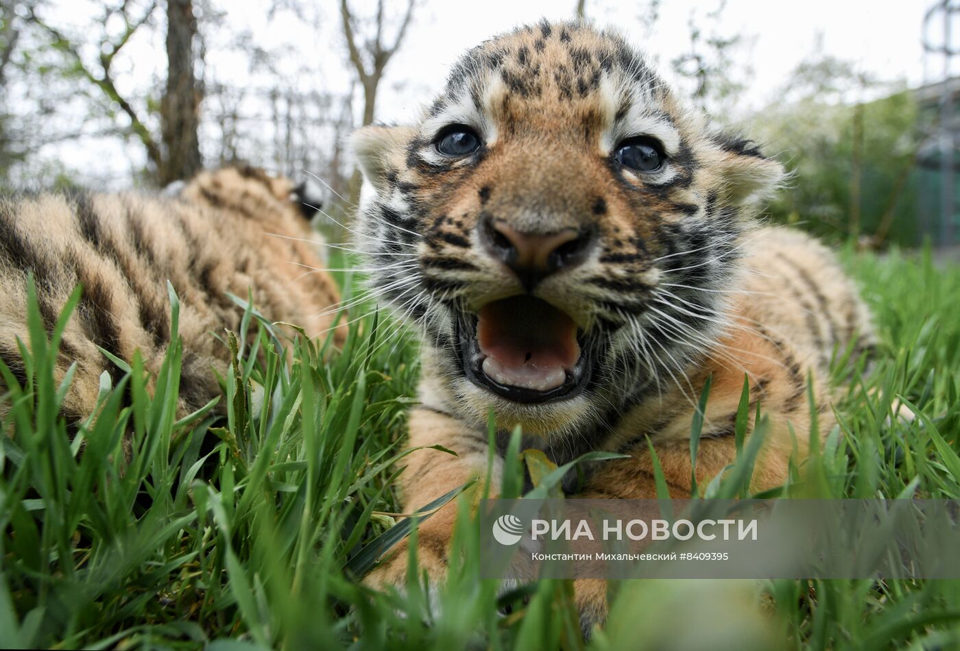 Работа сафари-парка "Тайган" в Крыму