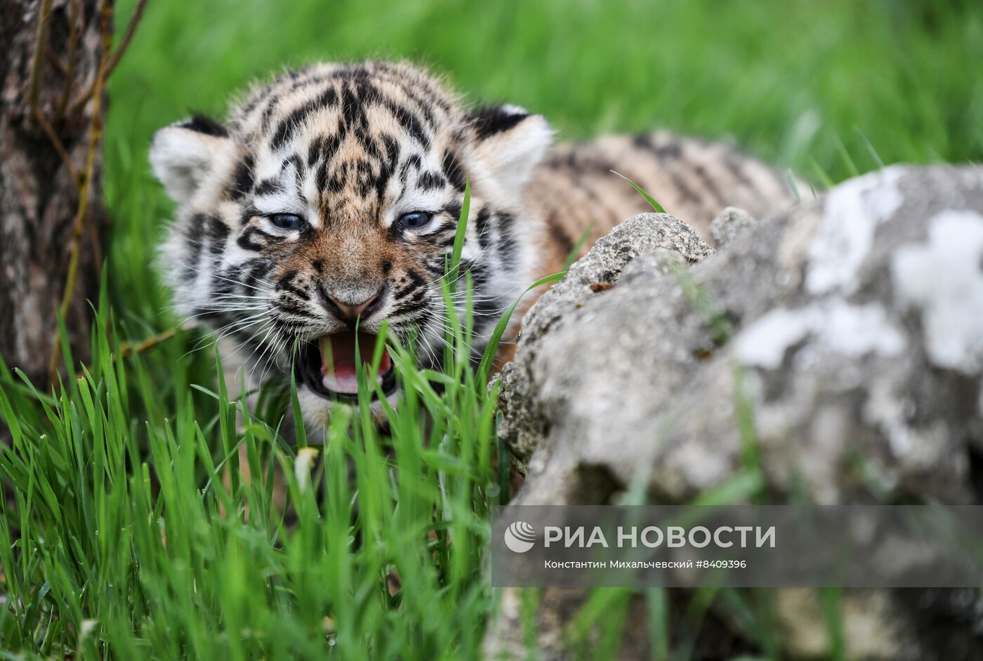 Работа сафари-парка "Тайган" в Крыму