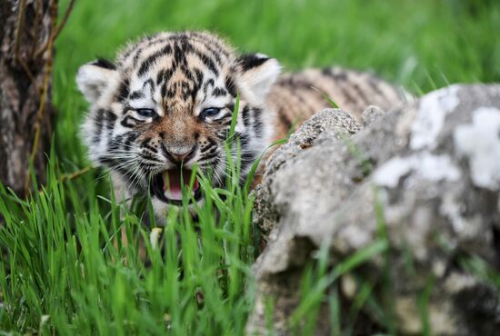 Работа сафари-парка "Тайган" в Крыму