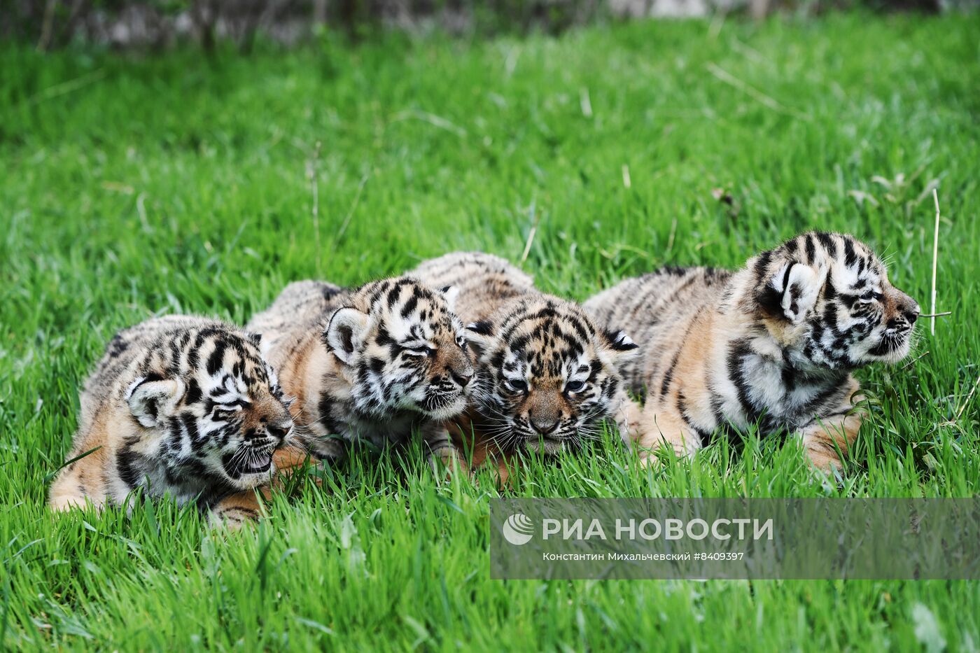 Работа сафари-парка "Тайган" в Крыму