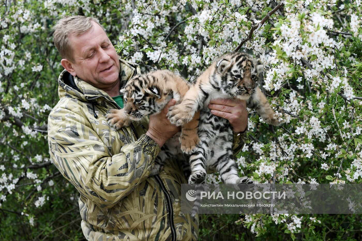 Работа сафари-парка "Тайган" в Крыму