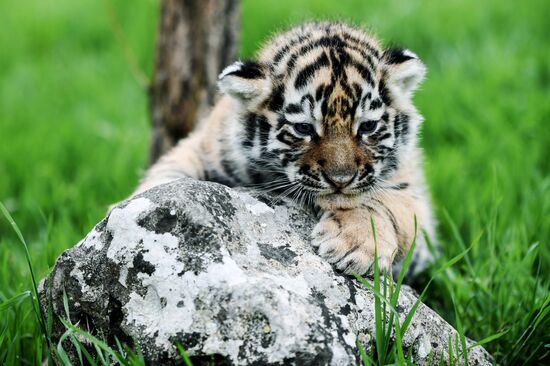 Работа сафари-парка "Тайган" в Крыму