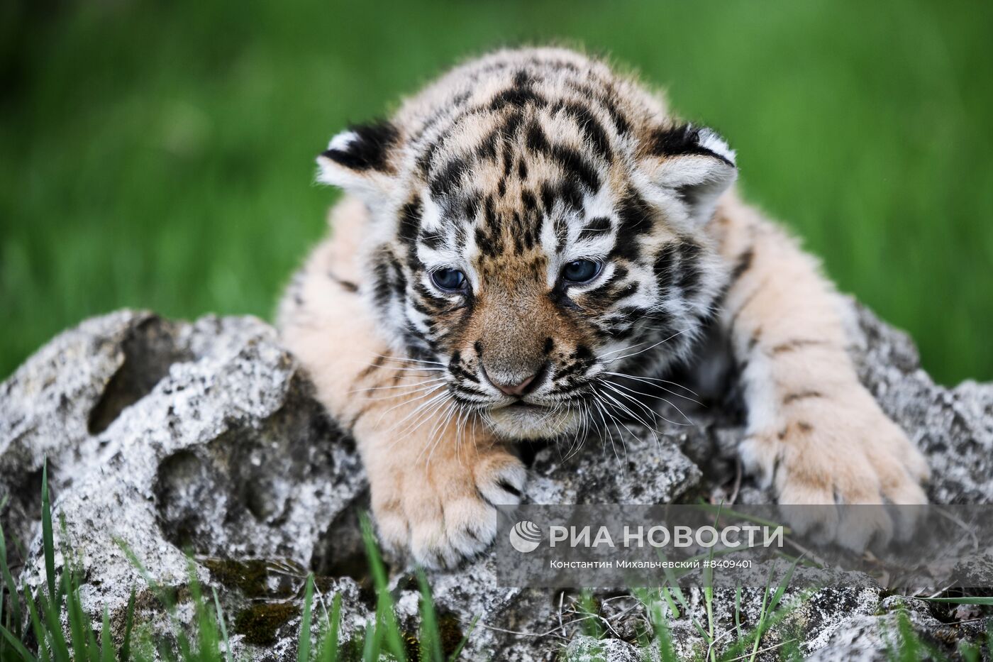 Работа сафари-парка "Тайган" в Крыму
