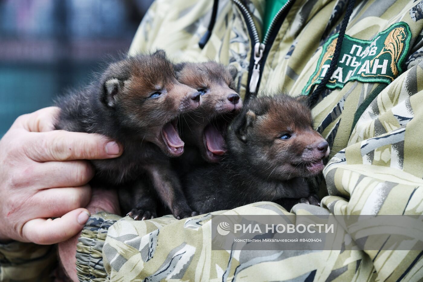 Работа сафари-парка "Тайган" в Крыму