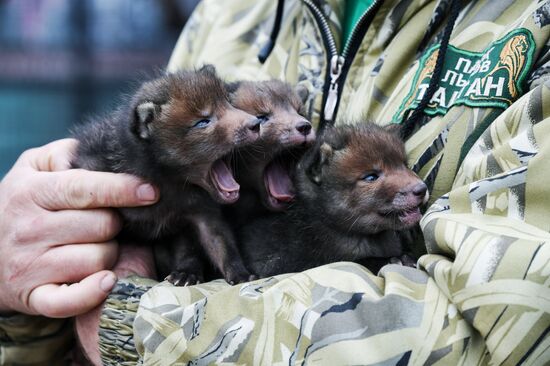 Работа сафари-парка "Тайган" в Крыму