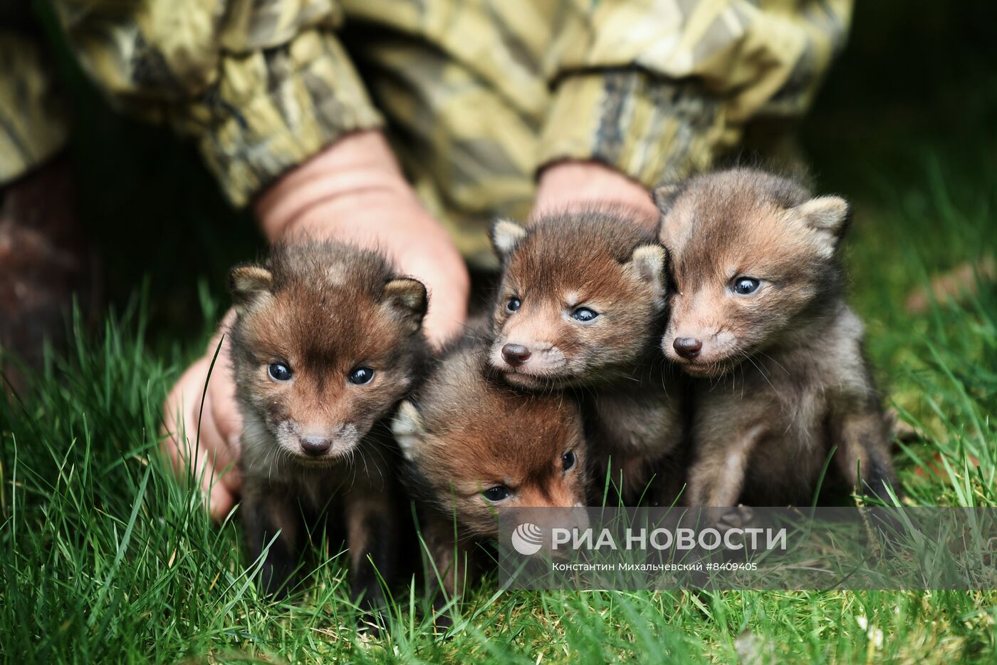 Работа сафари-парка "Тайган" в Крыму