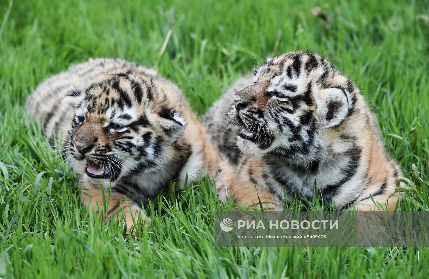 Работа сафари-парка "Тайган" в Крыму