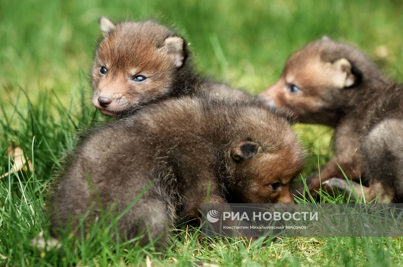 Работа сафари-парка "Тайган" в Крыму