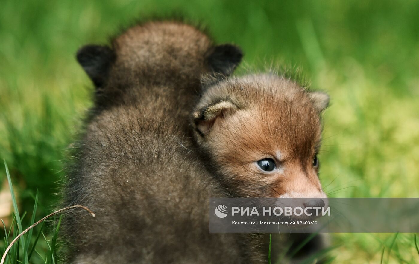 Работа сафари-парка "Тайган" в Крыму