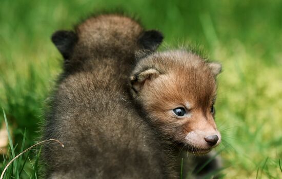 Работа сафари-парка "Тайган" в Крыму