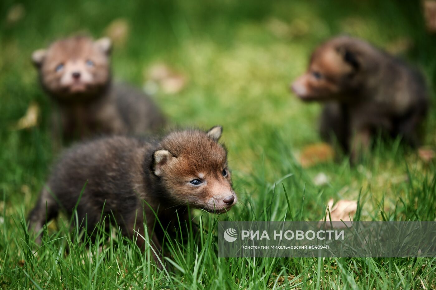 Работа сафари-парка "Тайган" в Крыму