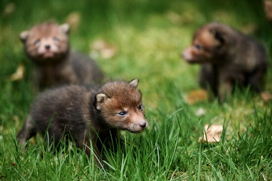 Работа сафари-парка "Тайган" в Крыму