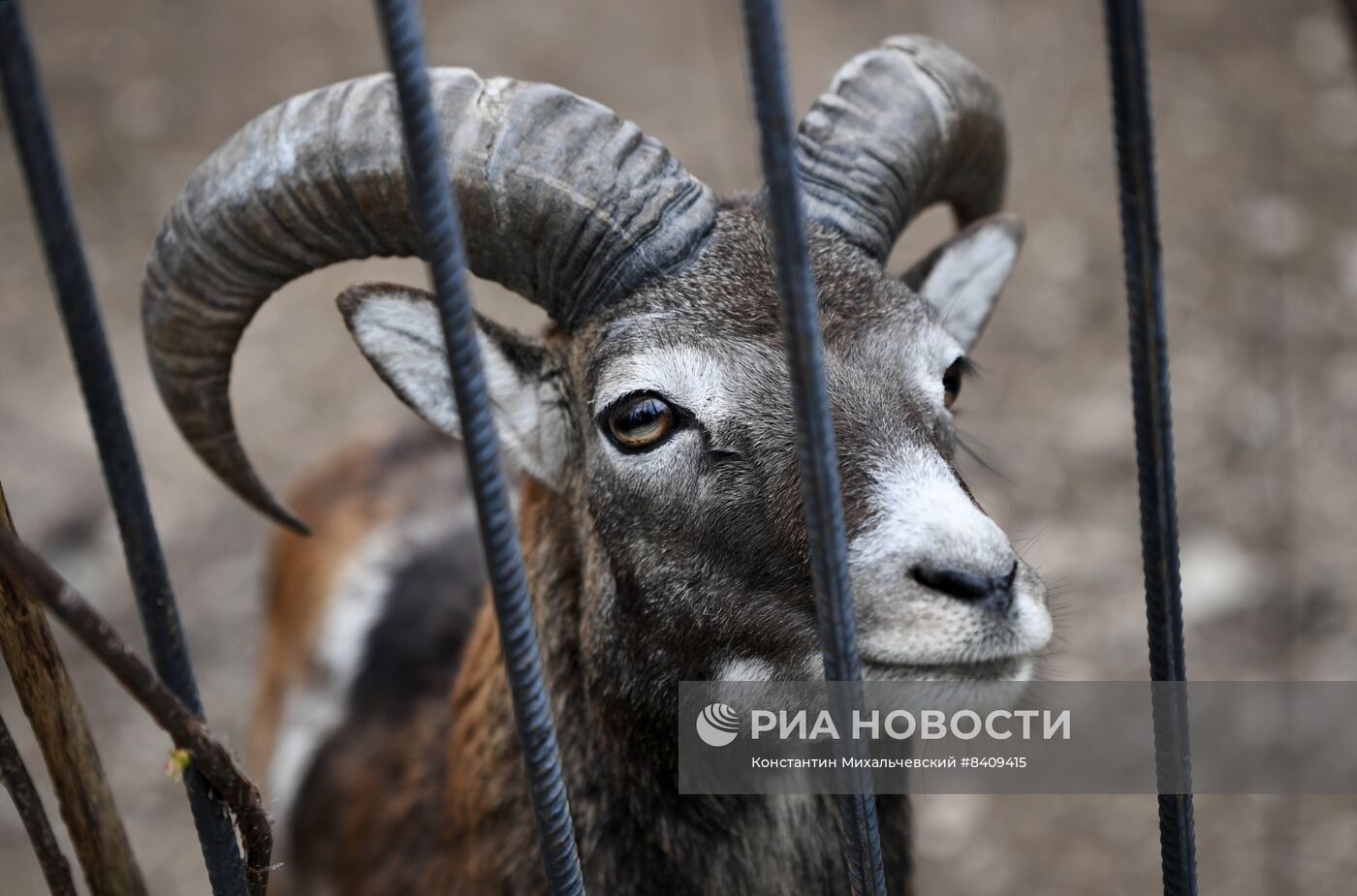 Работа сафари-парка "Тайган" в Крыму
