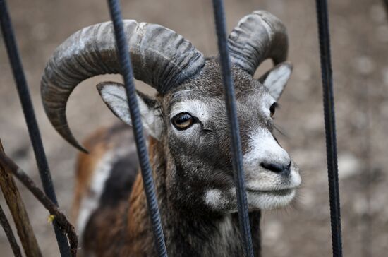 Работа сафари-парка "Тайган" в Крыму